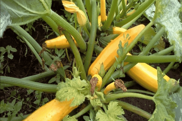 Zucchini-Sorten
