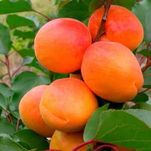 Beskrivning av aprikosorten Vattumannen, fruktkännetecken och sjukdomsresistens