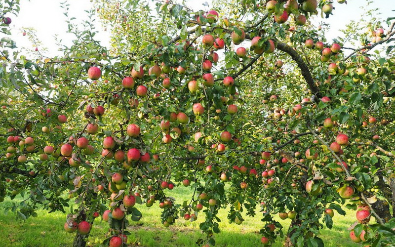 obelų Tatjanos diena