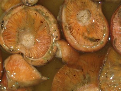 Rigai gombák