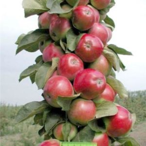 Opis a charakteristika stĺpcovej jablčnej meny Mena, pestovanie v regiónoch, výsadba a starostlivosť