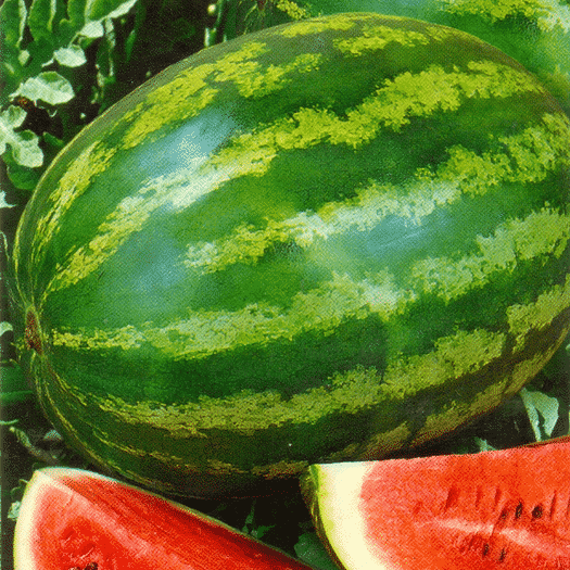 vattenmelon foton