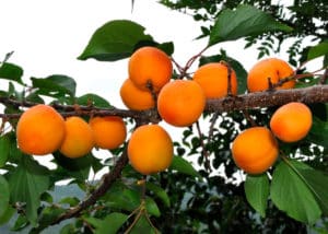 Beskrivning av Tsarsky aprikosvariet, egenskaper för frostbeständighet, plantering och skötsel