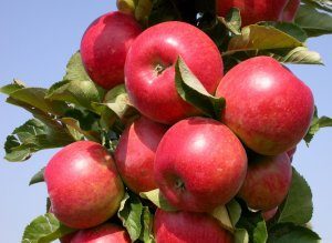 Beschrijving en kenmerken van de variëteit aan zuilvormige appelbomen Elite, regio's voor teelt