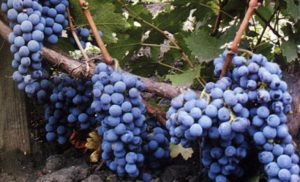 Beskrivning och egenskaper för druvsorten Cabernet Sauvignon, regioner för odling och planteringsregler