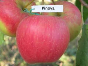 Opis a charakteristika odrody Apple Pinova, pestovanie v rôznych regiónoch