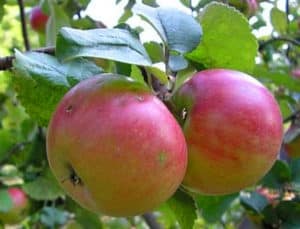 Kenmerken van de variëteit aan appelbomen Renet Chernenko, beschrijving en teeltgebieden