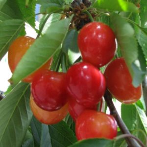 Beskrivning och egenskaper för körsbärssorter Ömhet, plantering och vård