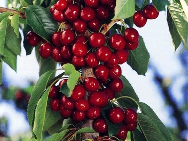 skiltinės vyšnios vaisiai