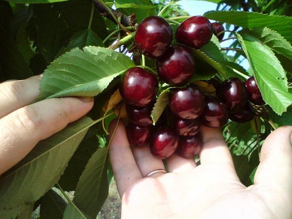 stulpeliniai vyšnių vaisiai