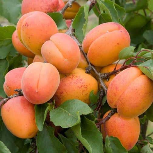 aprikos honung
