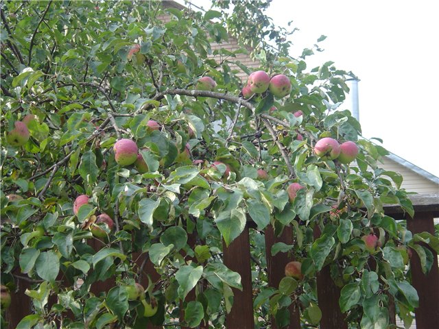 Persiskt äppelträd