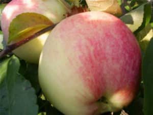 Description de la variété de pomme choisie et origine, avantages et inconvénients