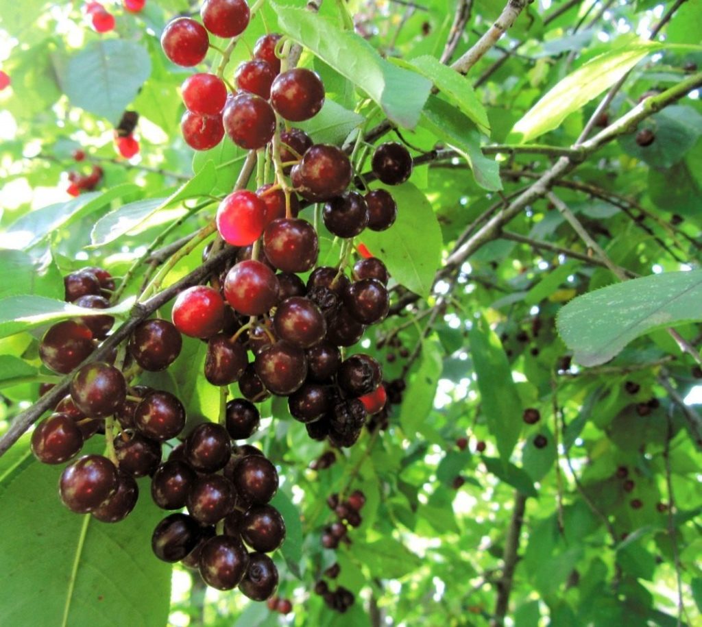vyšnių ir serbentų hibridas