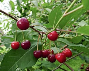 Beskrivning av variationen av körsbär Dessertnaya Morozovoy, utbytesegenskaper och pollinatorer