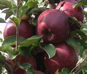 Descripción de la variedad escarlata de manzanas Kubanskoe Crimson y características, ventajas y desventajas.
