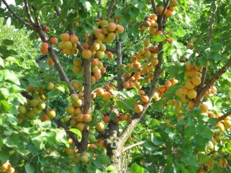 aprikosträd