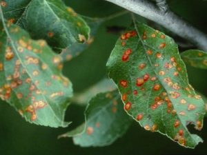 Orsaker till utseendet på bruna fläckar på bladen på ett äppelträd och hur man behandlar sjukdomen