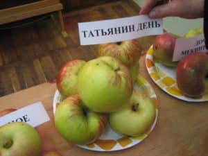 Beskrivelse af æbletræsorten Tatyanin Den, udbytteegenskaber og vækstregioner