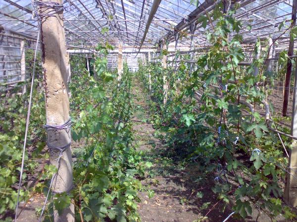 druvbuskar i ett växthus