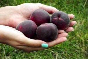 Beskrivning av aprikosvariet Black Prince och dess egenskaper, smak och jordbruksteknologi