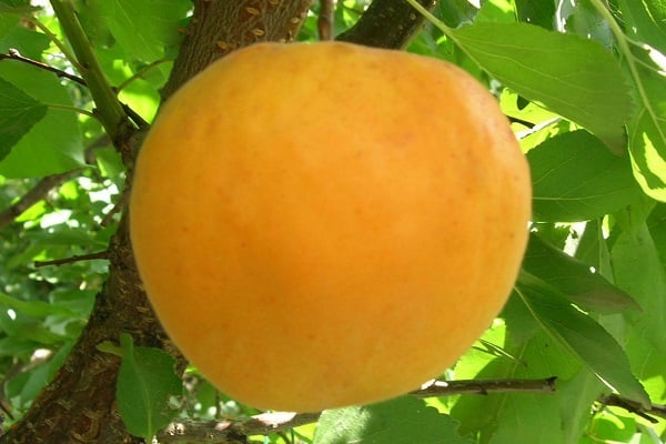 Aprikosträd