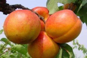 Beskrivning av Goldrich aprikosvariet och odlingsfunktioner
