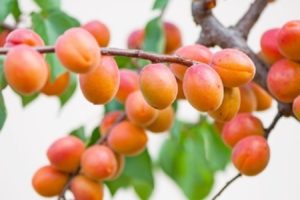 Beskrivning av olika aprikoser Grevinnan, fördelar och nackdelar, odling