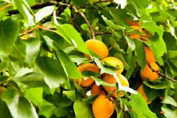 tillväxt av aprikoser