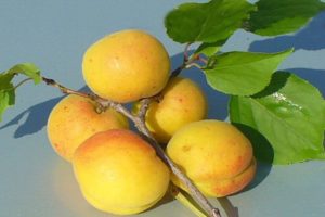 Beskrivning av olika aprikoser Kichiginsky, odling, plantering och vård