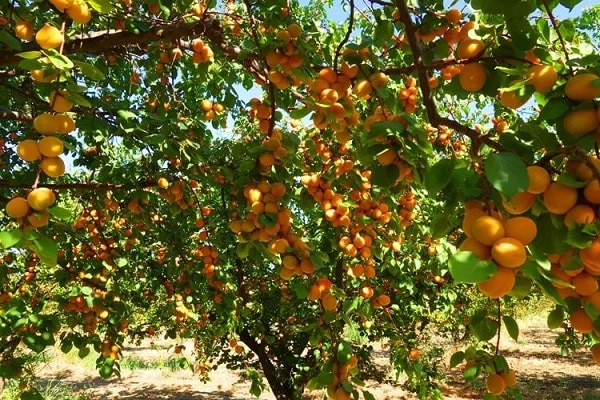 sorter av aprikoser