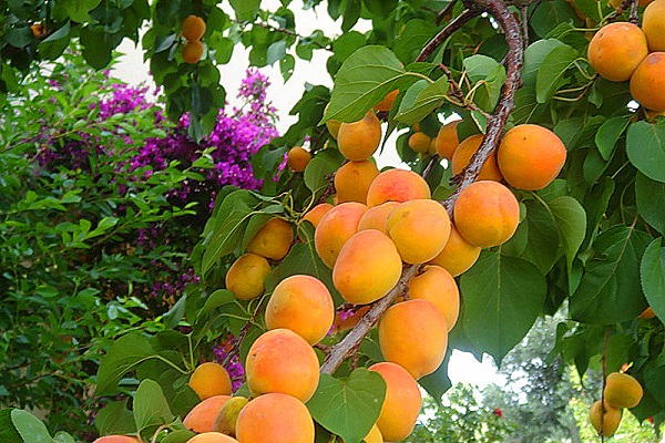 orange paradis