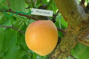 Beskrivning av Monastyrsky aprikosvariet, odling, plantering och skötsel