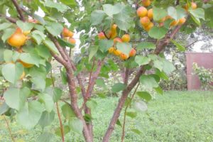 Beskrivning av aprikosvariet i New Jersey, avkastningsegenskaper och varför äggstocken faller