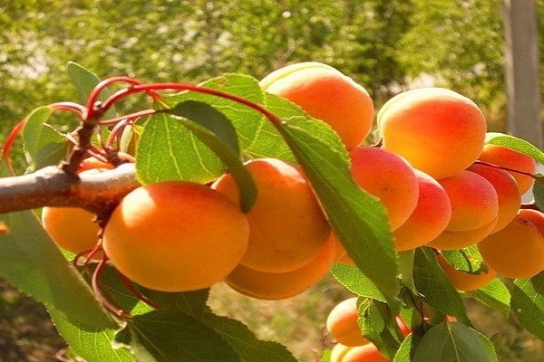 aprikos olympus
