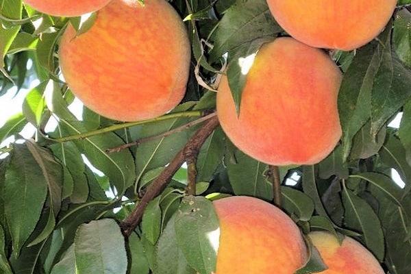 Beskrivning av olika aprikoser Persika och egenskaper hos frostbeständighet, fördelar och nackdelar