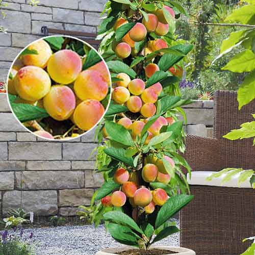 columnar aprikos
