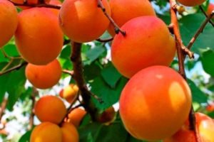 Beskrivning av olika aprikoser ryska, egenskaper hos frukt och vård