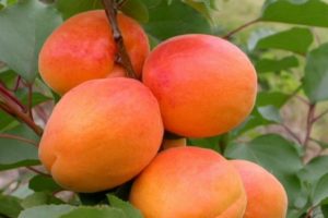 Beskrivning av aprikosvariet Sardonyx, egenskaper hos frukt och odling