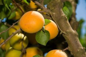 Description of the apricot variety Sibiryak Baikalova, characteristics of fruiting and cultivation features