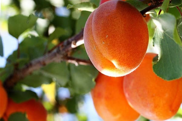 beskrivning av aprikos