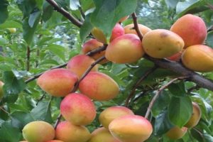 Beskrivning av aprikosvariet Triumph Severny och historien för urval, plantering och vård