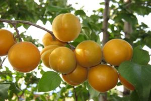 Beskrivning av Ulyanikhinsky aprikosvariet, avkastningsegenskaper och odling