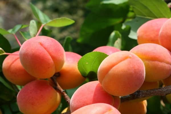 beskrivning av aprikoser