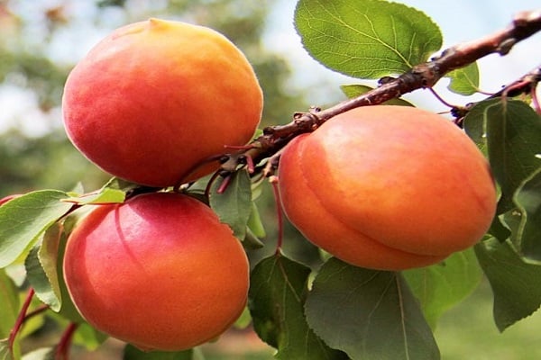 apricot seedling