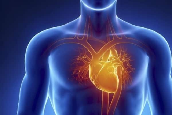 кардиоваскуларног система