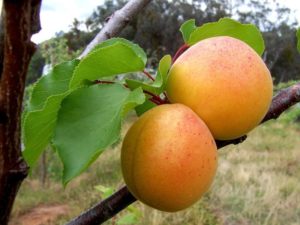 Beskrivning av aprikosvariant Alyosha och egenskaper hos sjukdomsresistens