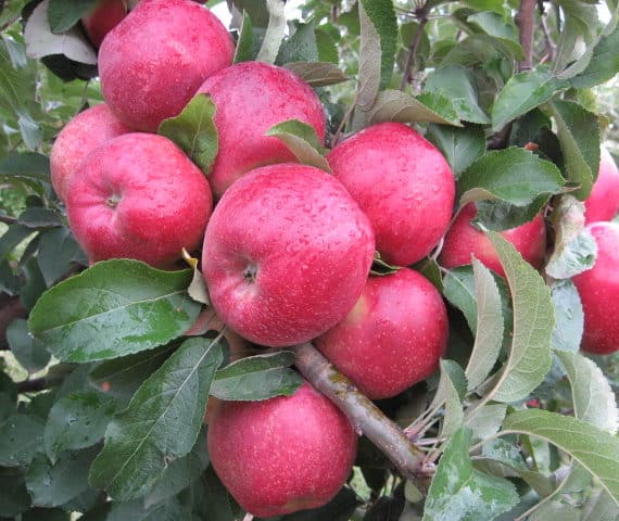 јабука Кубанское_багрианое
