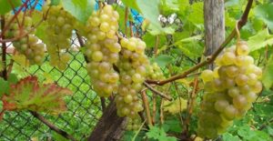 Beskrivning av Bianca-druvor, egenskaper hos variationen och egenskaperna för odling och vård