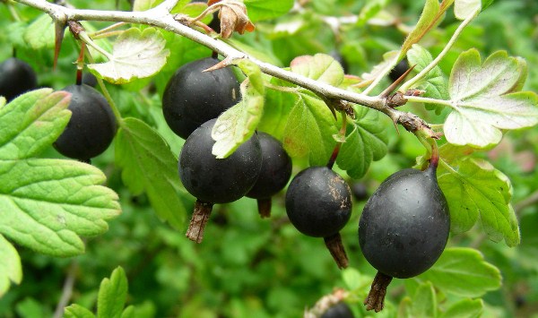 serbentų ir vyšnių hibridas